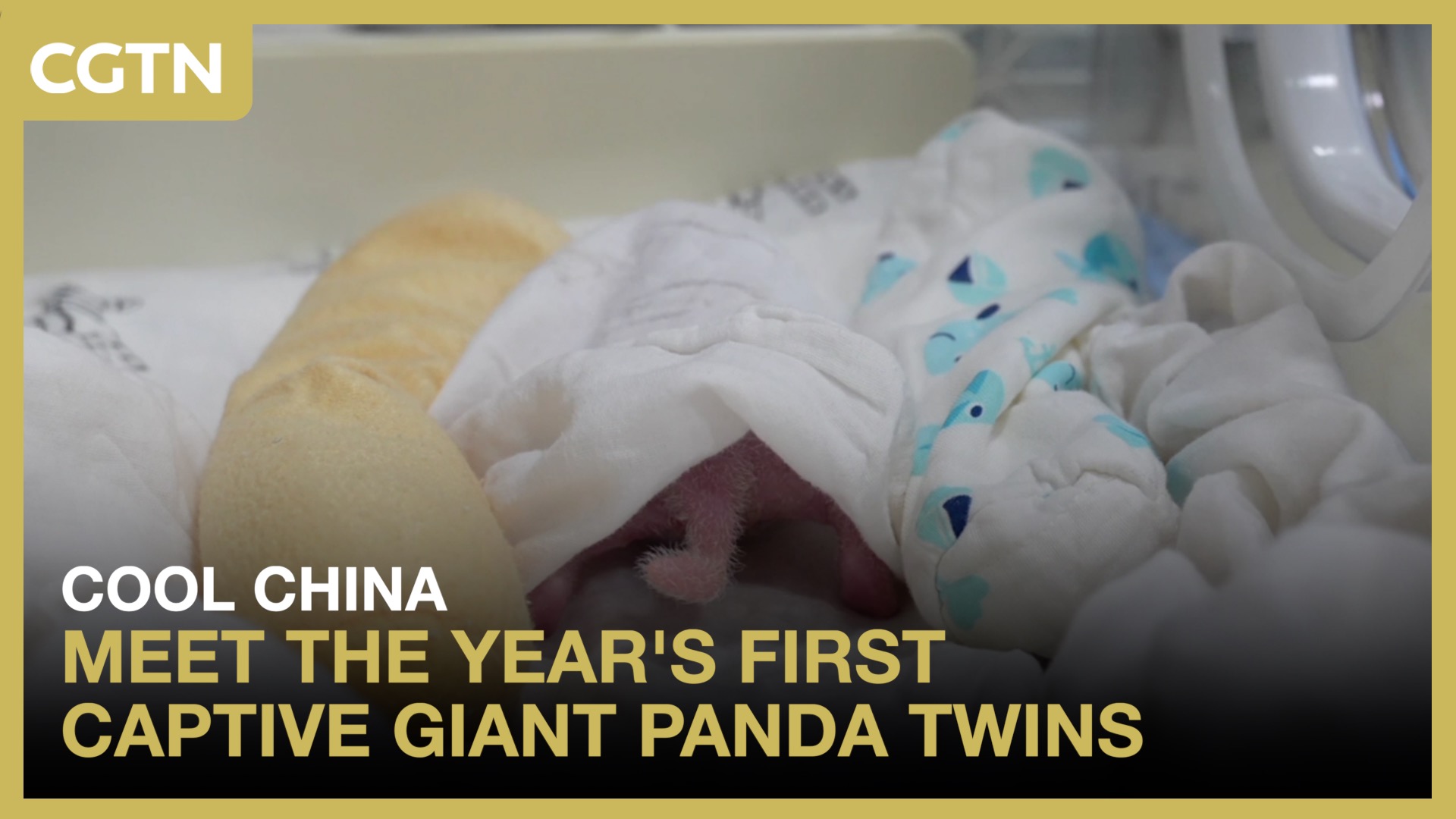 Meet the year's first captive giant panda twins