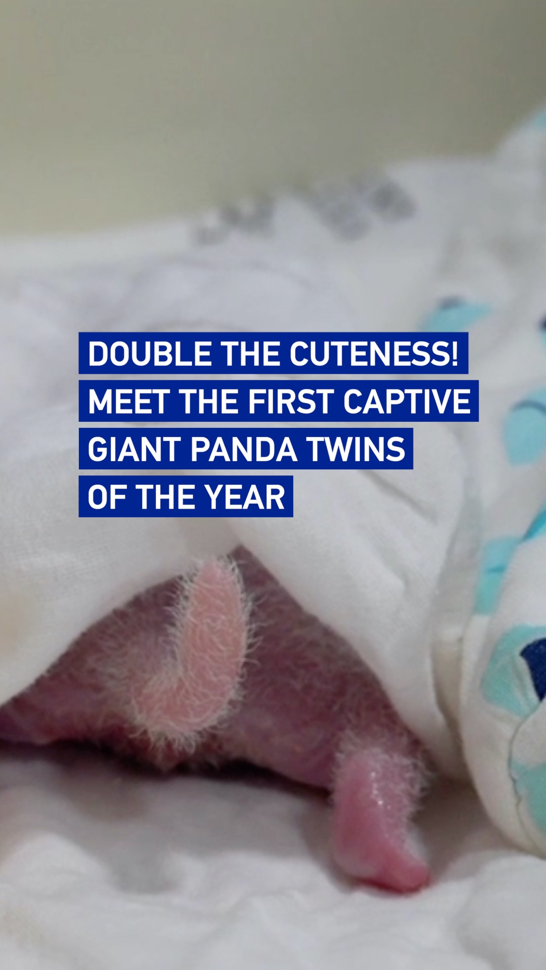 Meet the year's first captive giant panda twins