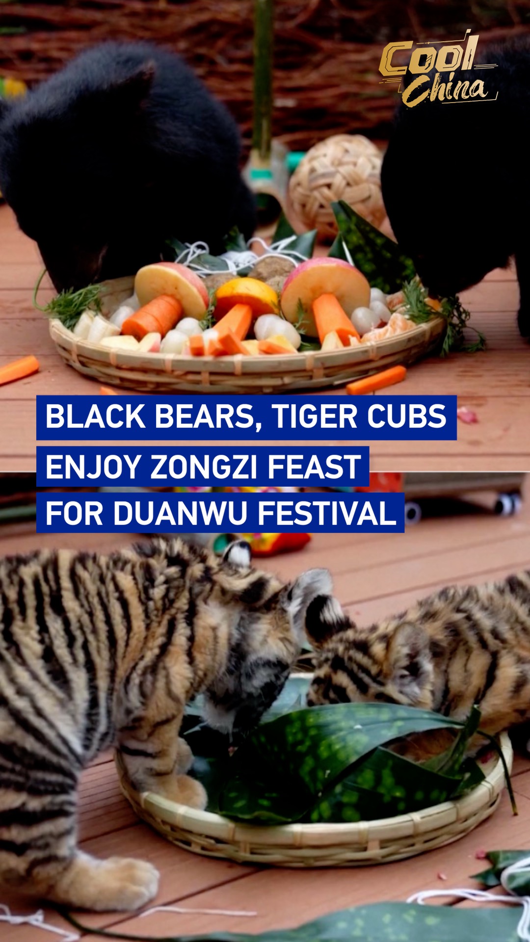 Black bears, tiger cubs enjoy zongzi feast for Duanwu Festival