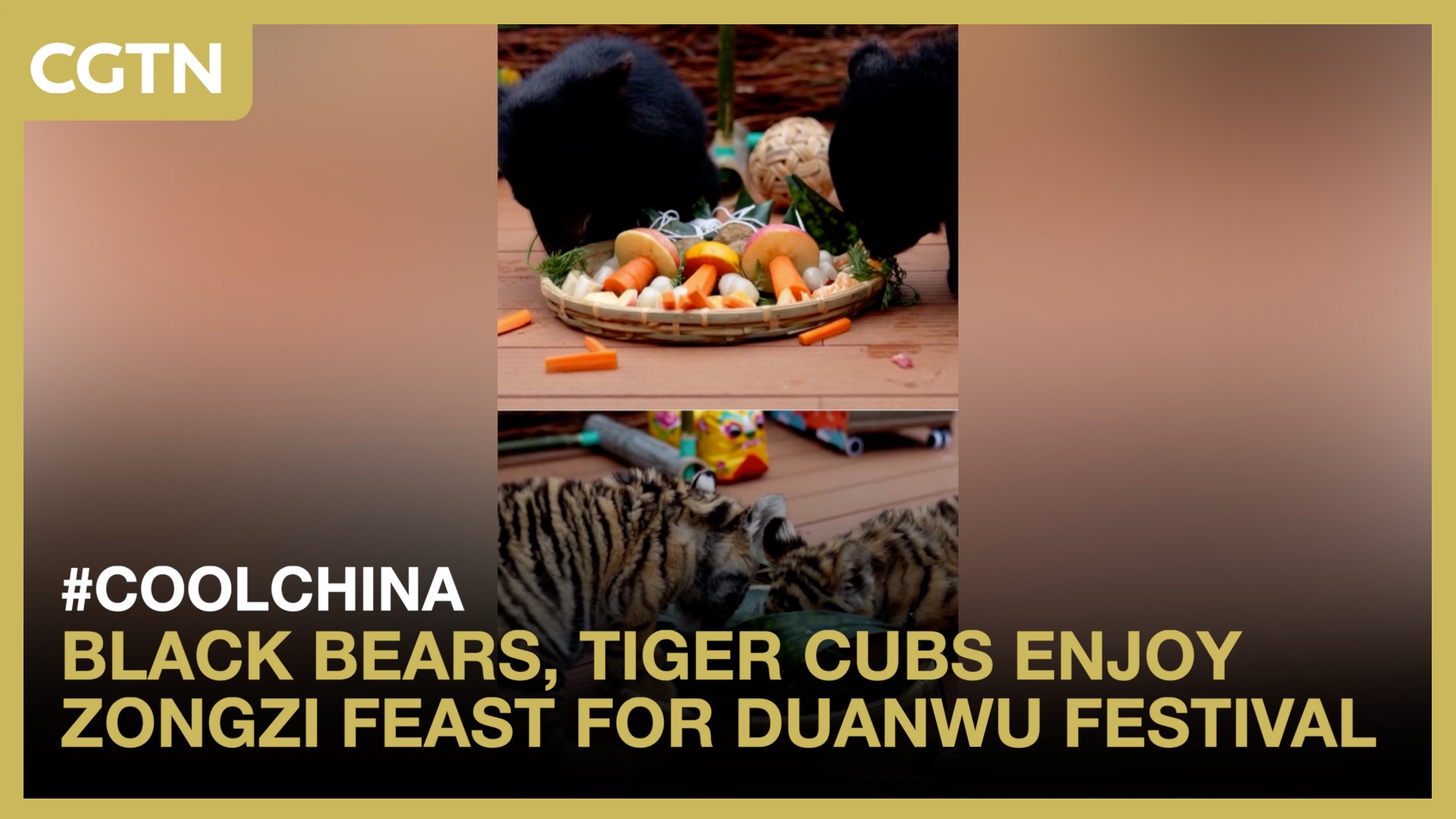 Black bears, tiger cubs enjoy zongzi feast for Duanwu Festival