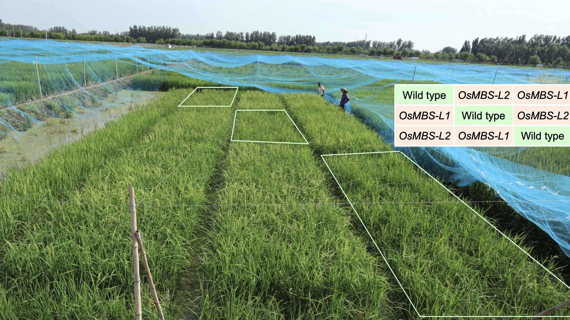 A panoramic view of rice field experiments in Beijing, August 2023. /Cell