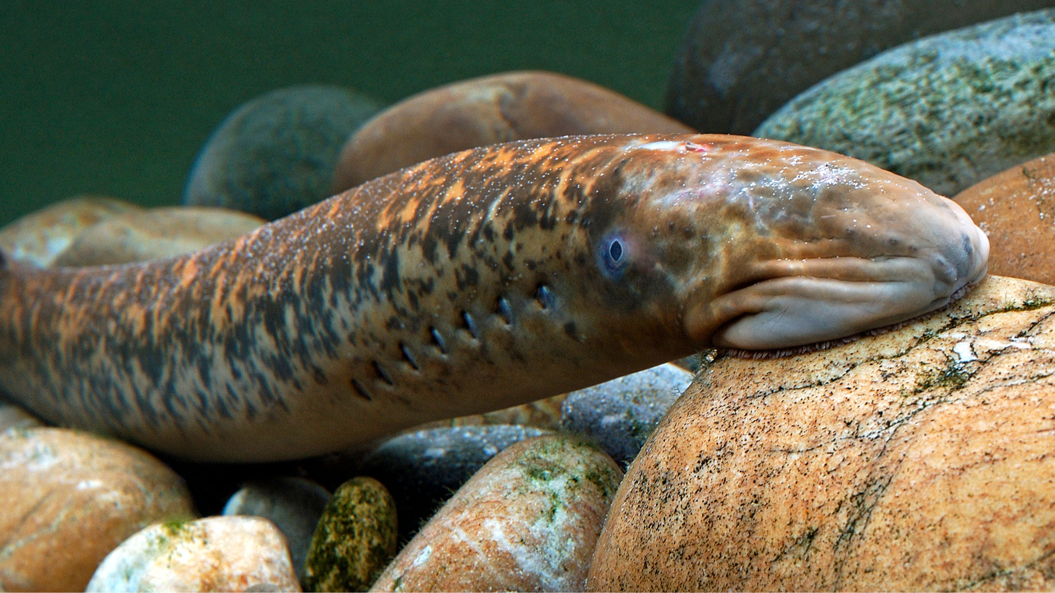 Science cover study suggests vertebrate ancestors had complex brains