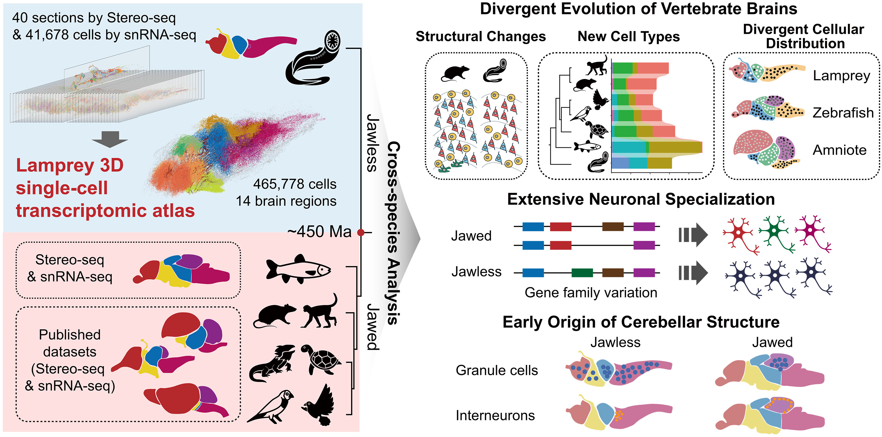 A graphic from the study illustrates a three-dimensional transcriptomic atlas of the lamprey brain and key findings on vertebrate brain evolution. /Science