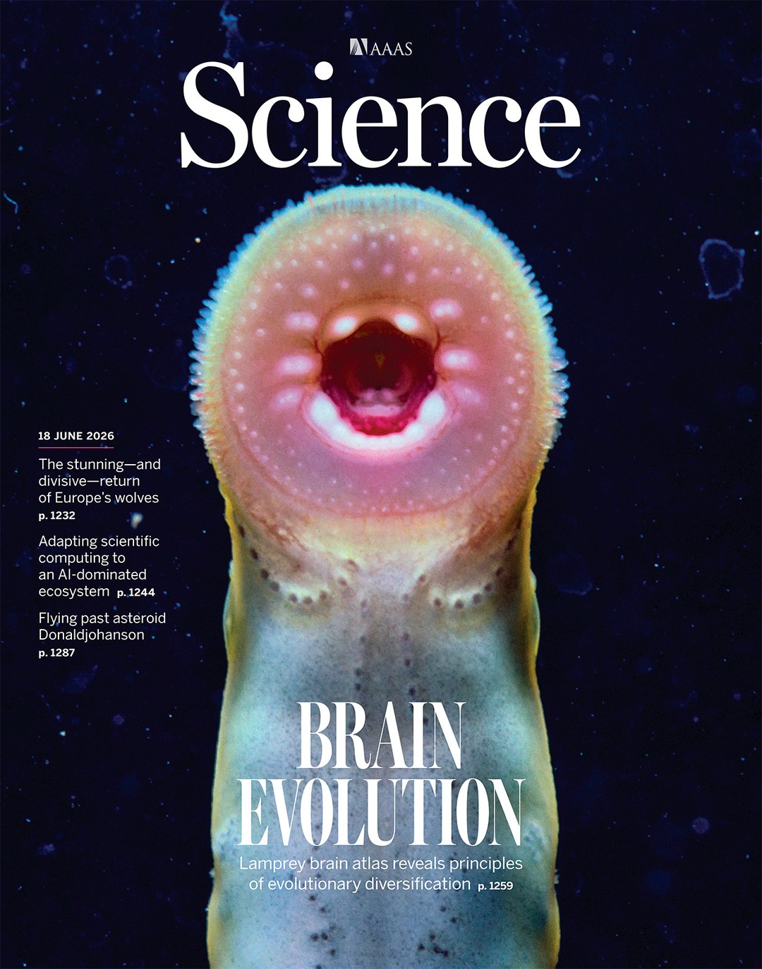 The Far Eastern brook lamprey (Lethenteron reissneri) on the June 18, 2026, cover of Science. The cover highlights research on vertebrate brain evolution. / Science