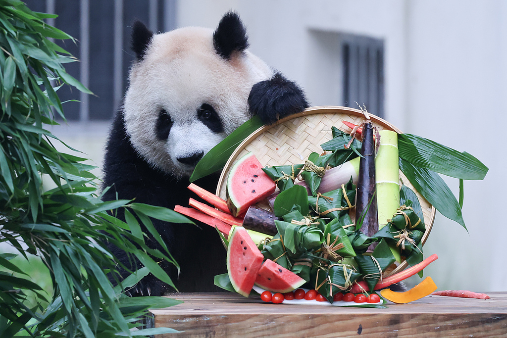 Resident giant pandas at Chongqing Zoo are enjoying 