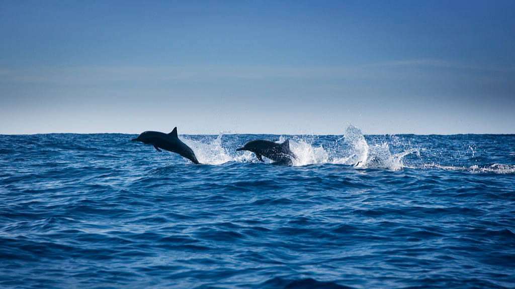 Dolphins leap above ocean surface. /VCG