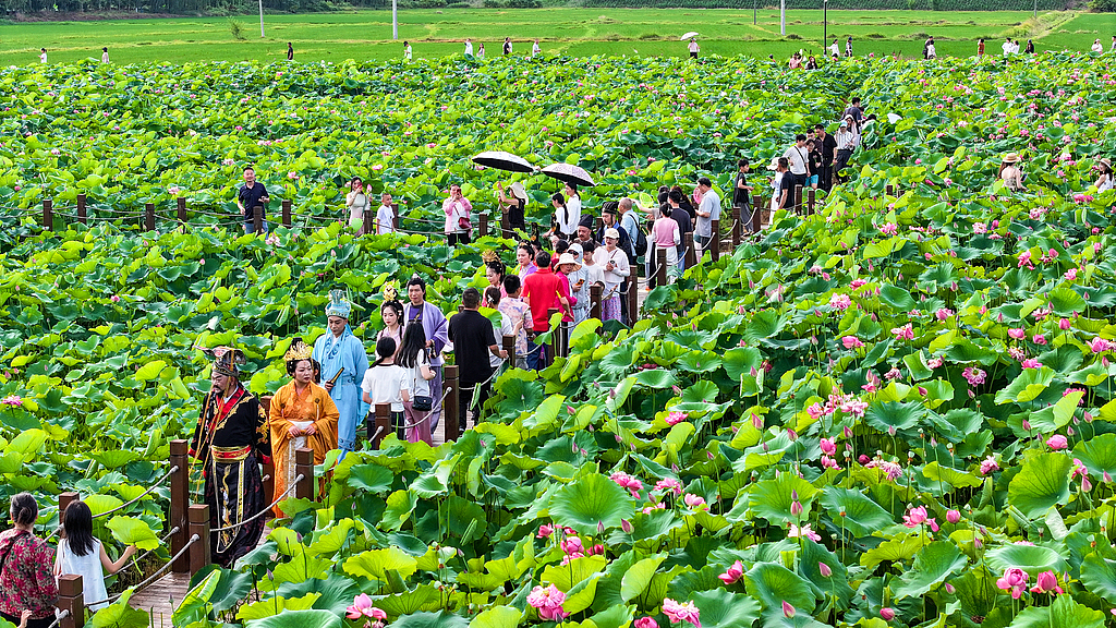 Actors from Xiangyang Flower Drum Opera Troupe parade in Chu-style ancient costumes beside lotus ponds in Hubei Province, China, June 19, 2026. / VCG