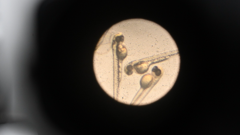 Chinese scientists design new technology for semi-cloning in zebrafish