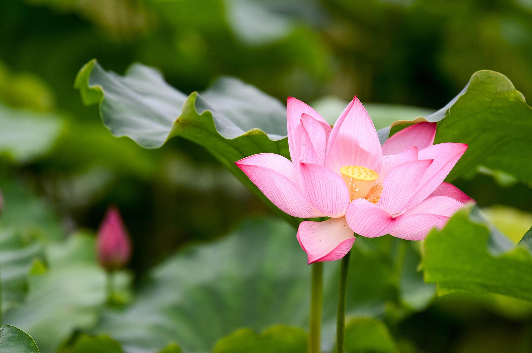 Lotus flowers bloom in Tongling, Anhui Province on June 21, 2026, the day of the summer solstice. /VCG