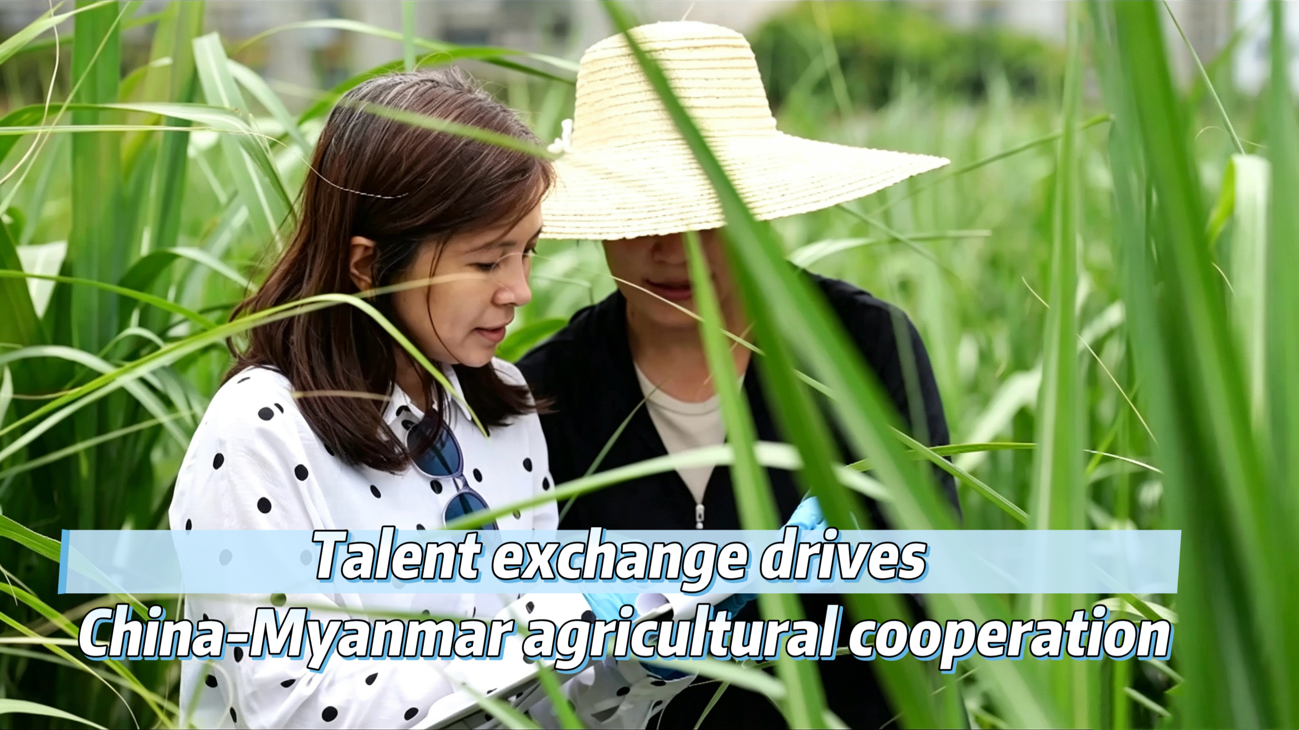 Talent exchange drives China-Myanmar agricultural cooperation