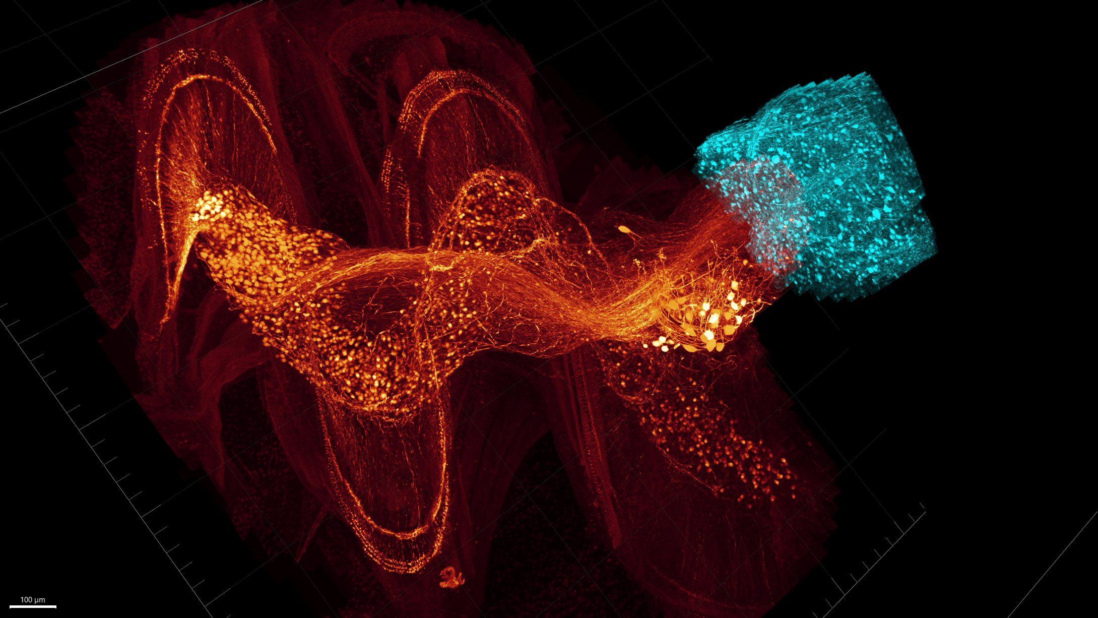 High-resolution 3D imaging of the mouse cochlea. /CIBR