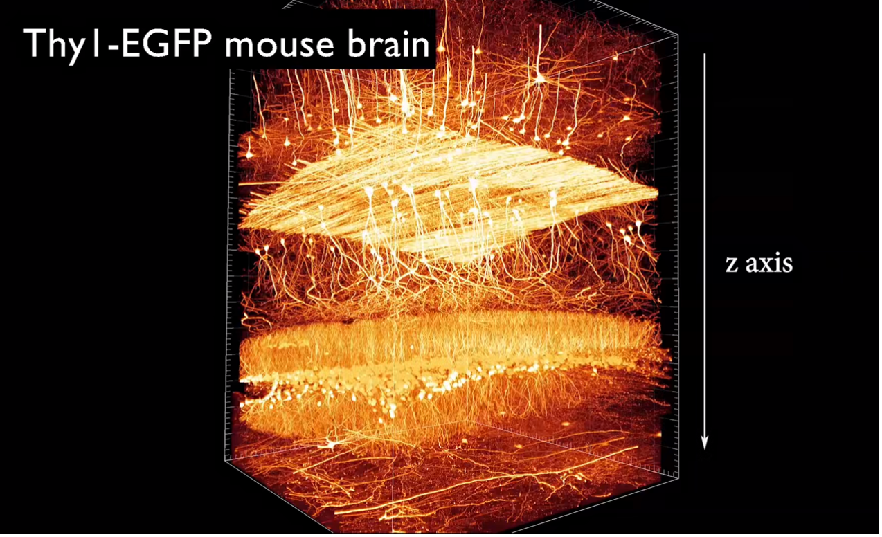 A 1× 1 × 1.5 mm^3 mouse brain sample is processed with the TESOS method and imaged with voxel size of 0.26 × 0.26 × 1.2 µm^3. /CIBR
