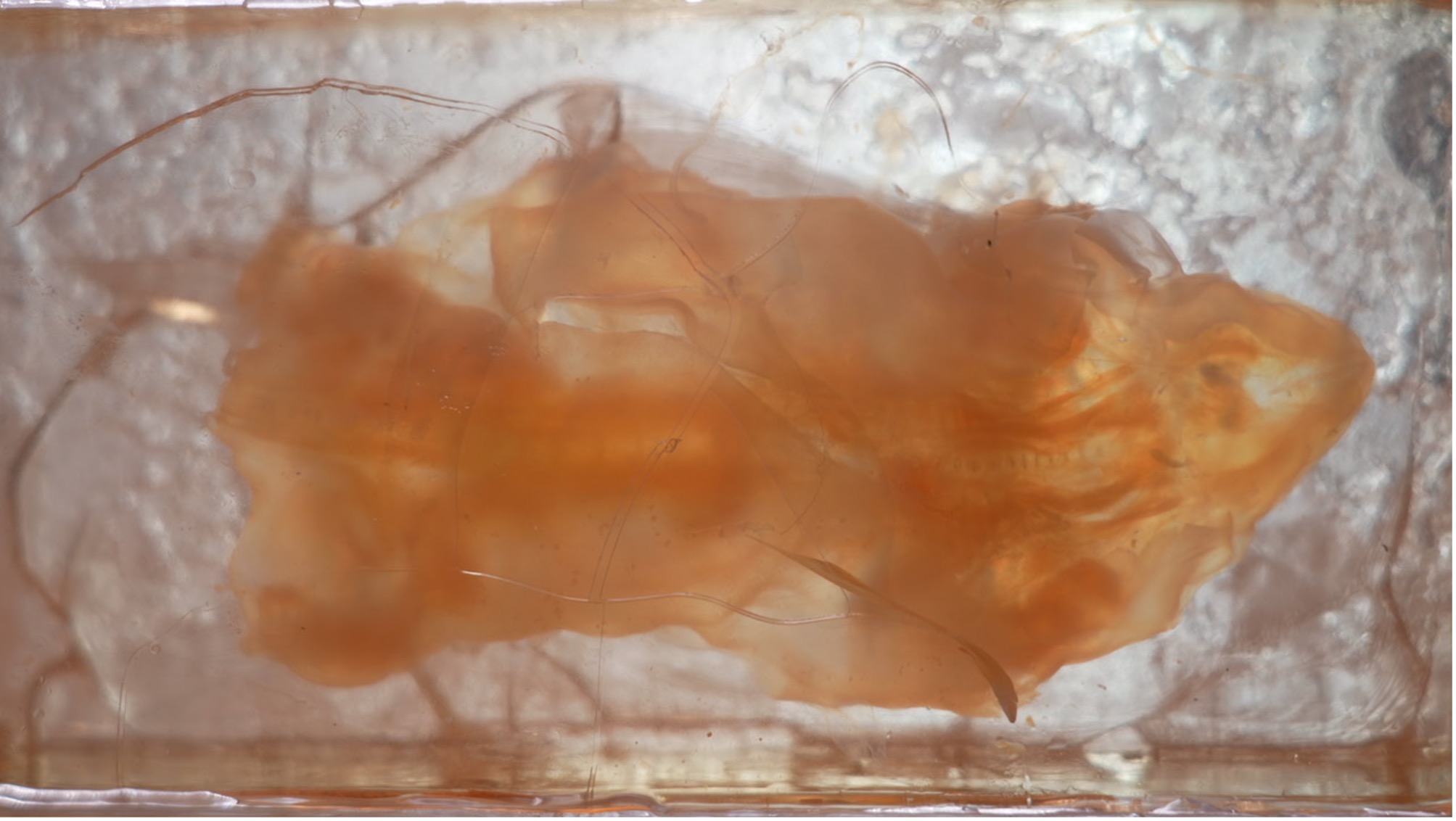 A technology changing how we see biological tissue