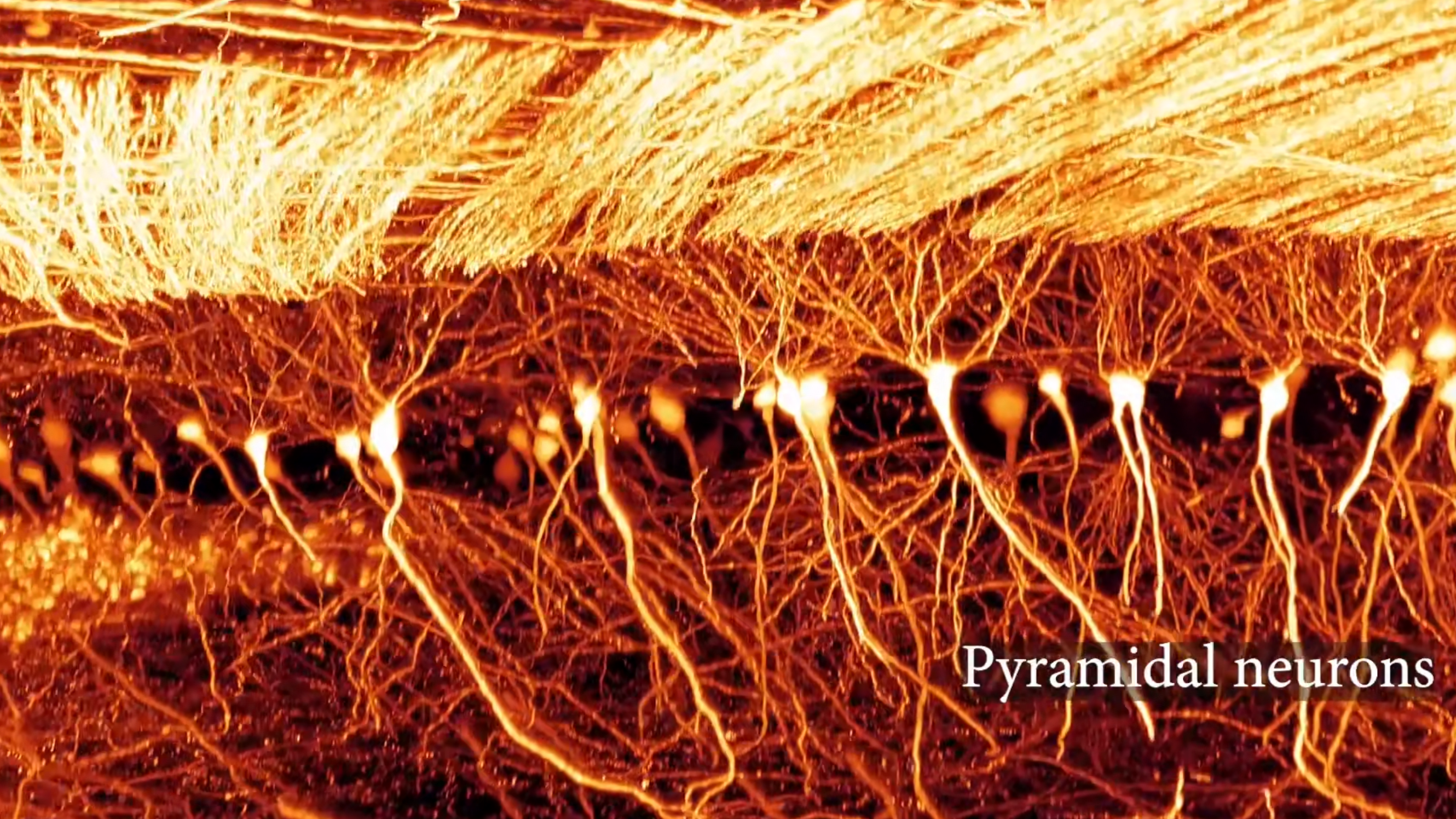 The pyramidal neurons of a 1× 1 × 1.5  mm^3 mouse brain sample which is processed with the TESOS method. /CIBR
