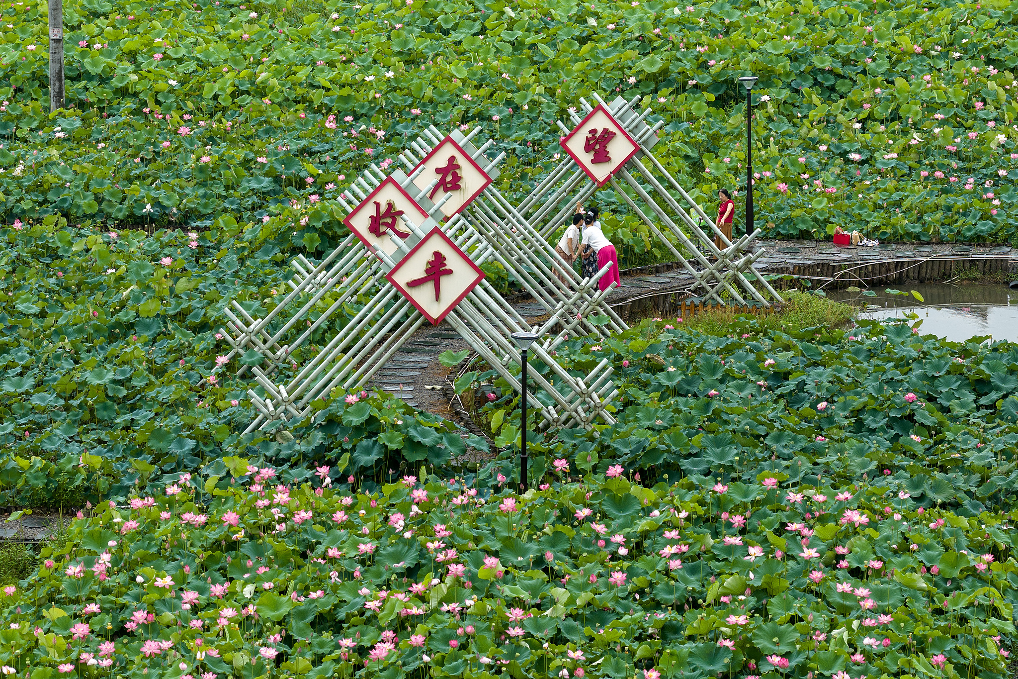 Lotus pond at Wangxiang Village, Yuyao City, east China's Zhejiang Province, June 21, 2026. /VCG