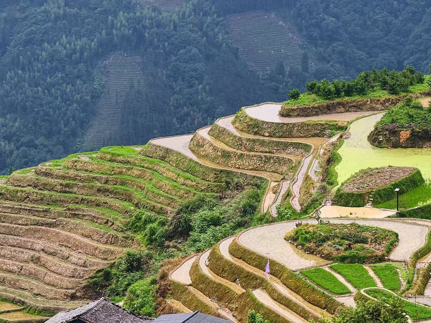 The Longji Rice Terraces in Guilin, Guangxi, wind across the mountains, reflecting centuries of farming wisdom. /CGTN