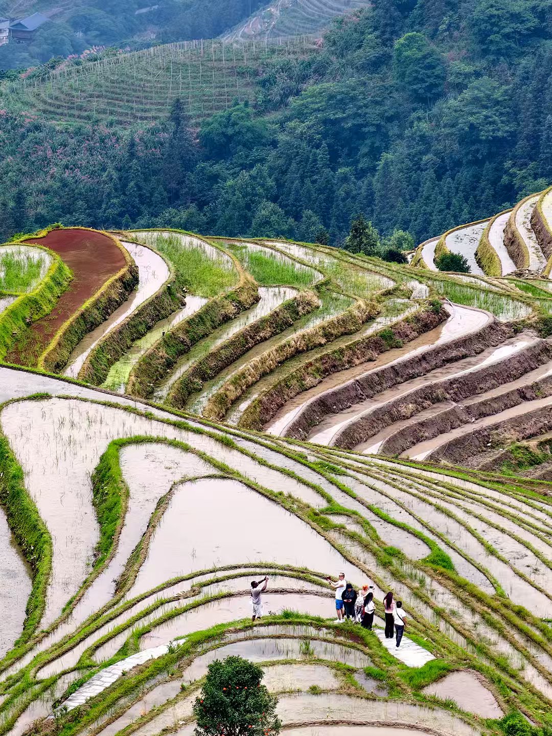 Visitors follow paths through the terraced fields in Guilin, Guangxi. /CGTN