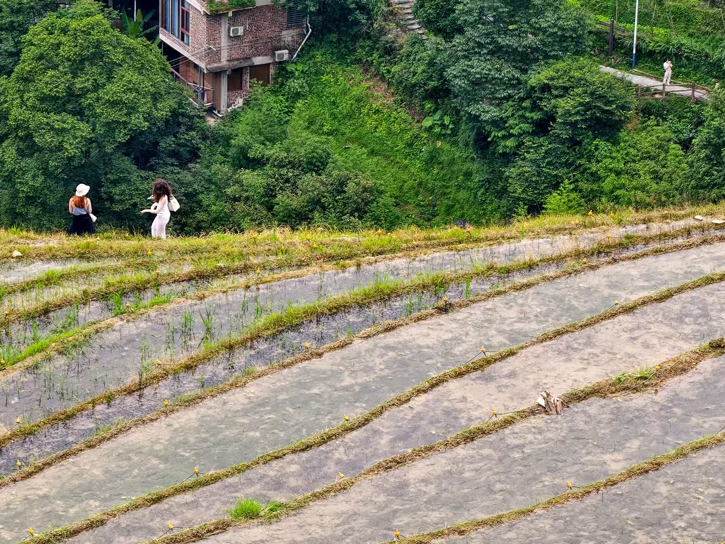The Longji Rice Terraces in Guilin, Guangxi, wind across the mountains, reflecting centuries of farming wisdom. /CGTN