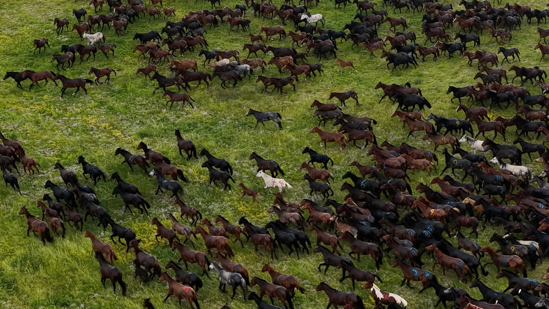 Horses gallop across Zhaosu's Karkant Grassland in Xinjiang