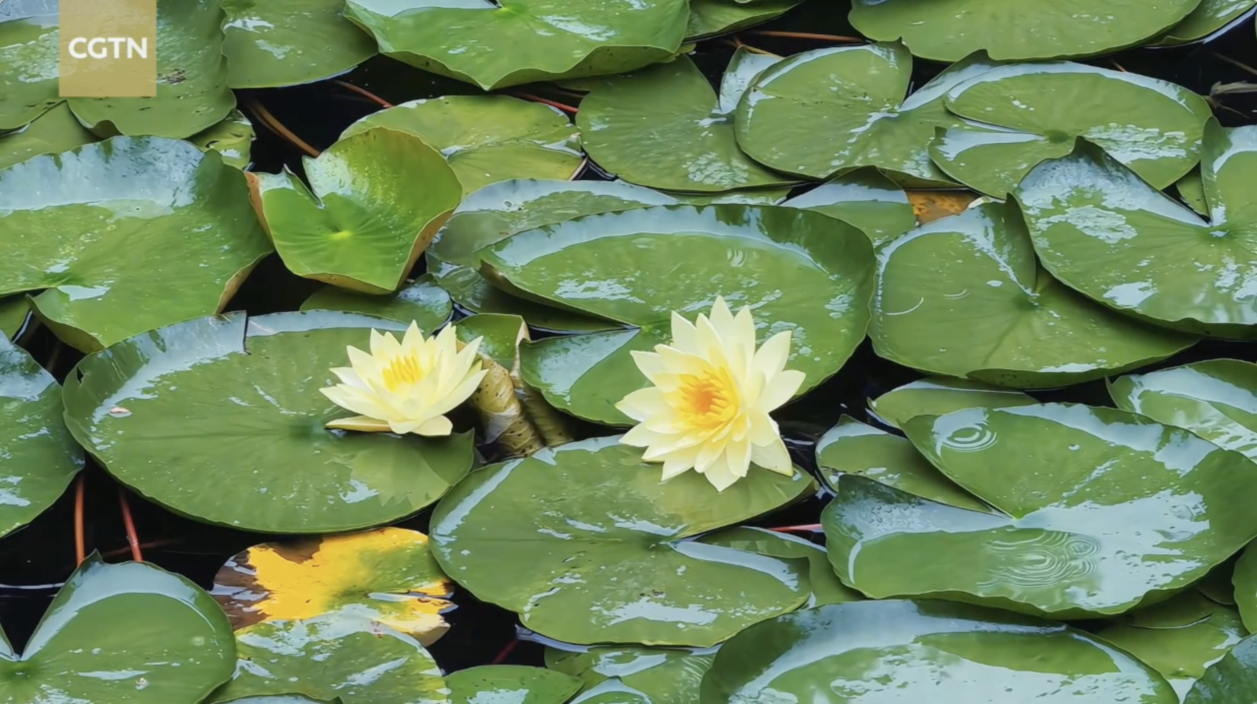 Lilies in the rain