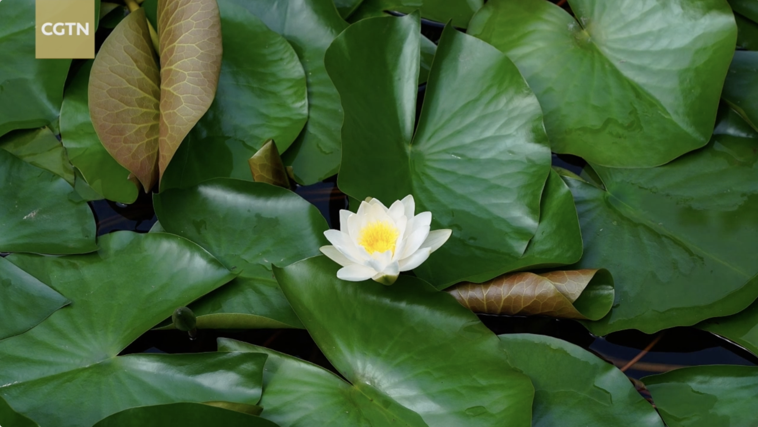 Lucky lilies by ancient pavilions
