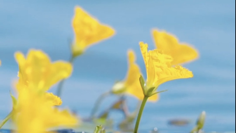 Qionghai Lake in full bloom