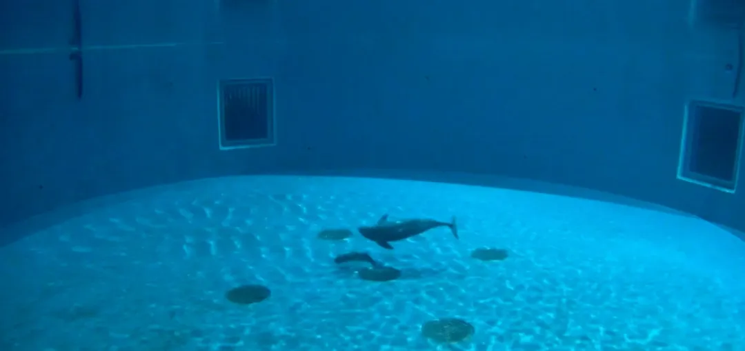 Yangtze finless porpoise Fujiu and her new calf at the Institute of Hydrobiology, Chinese Academy of Sciences, Wuhan, Hubei Province, central China, May 23, 2026. /VCG