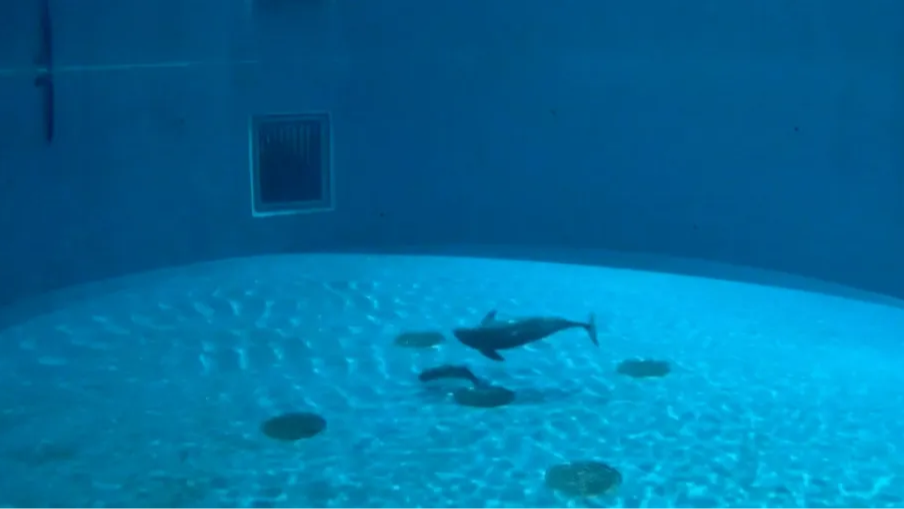 Rarely delivered Yangtze finless porpoise calf turns one month old