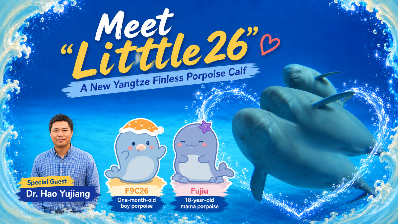 Live: Meet a newborn Yangtze finless porpoise
