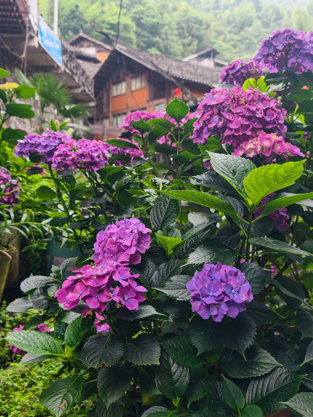 Hydrangeas bloom beside wooden houses, adding color to the mountain village of Longji in Guangxi. /CGTN