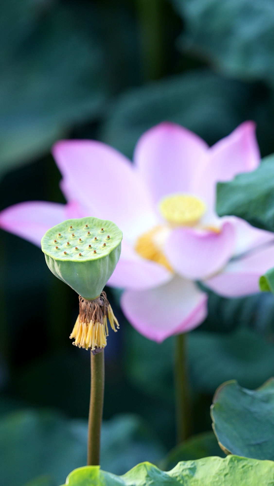 It's harvest season for the space-bred lotus In Jiatang Village, Tunchang County, Hainan Province. /Photo provided to CGTN