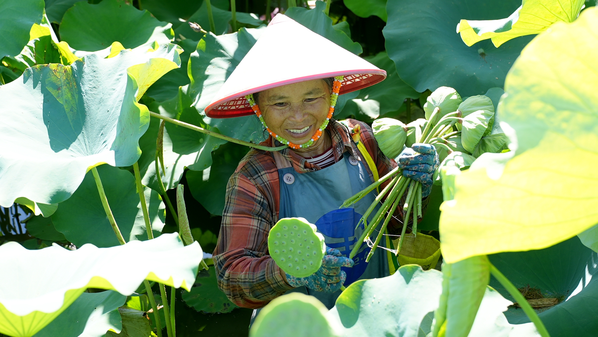 A villager harvests lotus pods at a pond in Jiatang Village in Tunchang County, Hainan Province. /Photo provided to CGTN