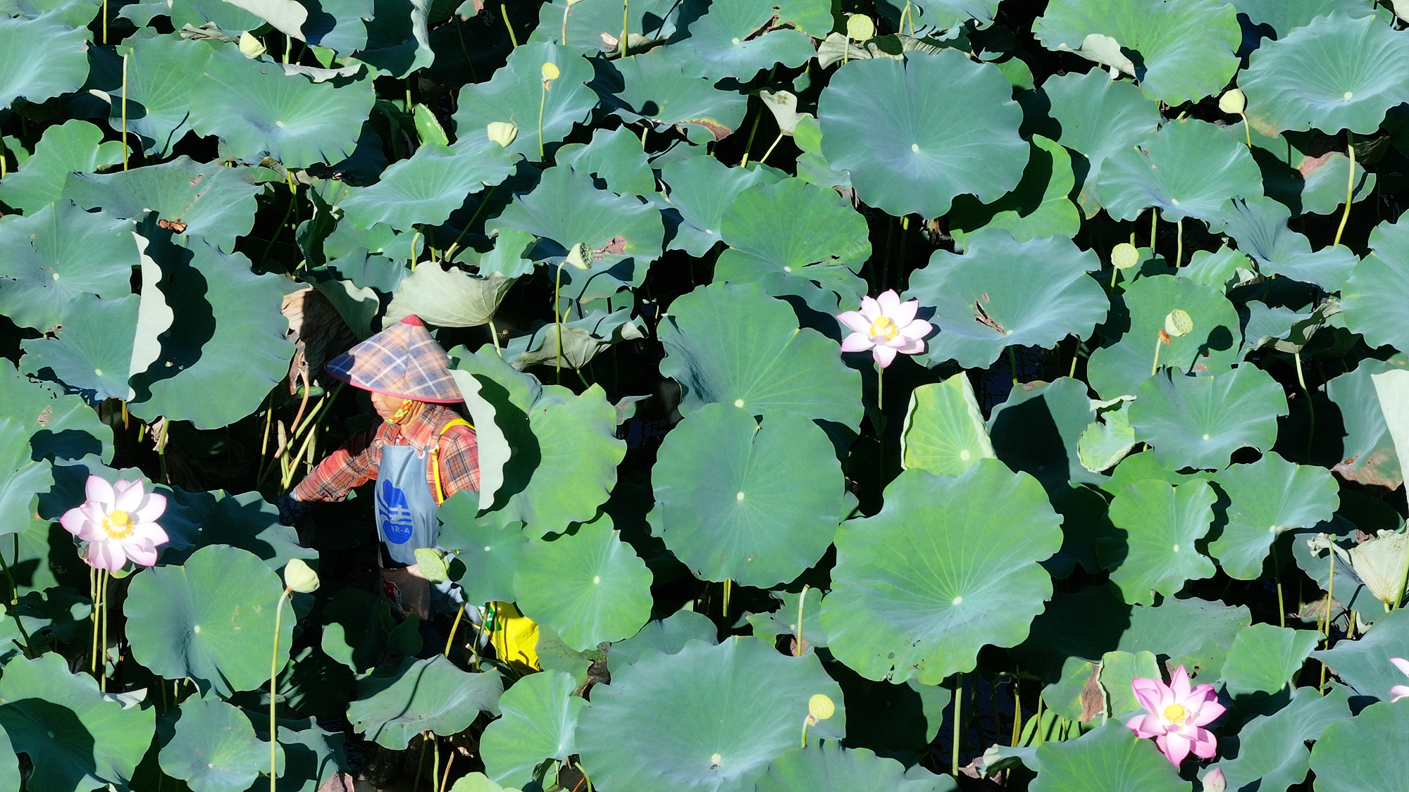 It's harvest season for the space-bred lotus In Jiatang Village, Tunchang County, Hainan Province. /Photo provided to CGTN