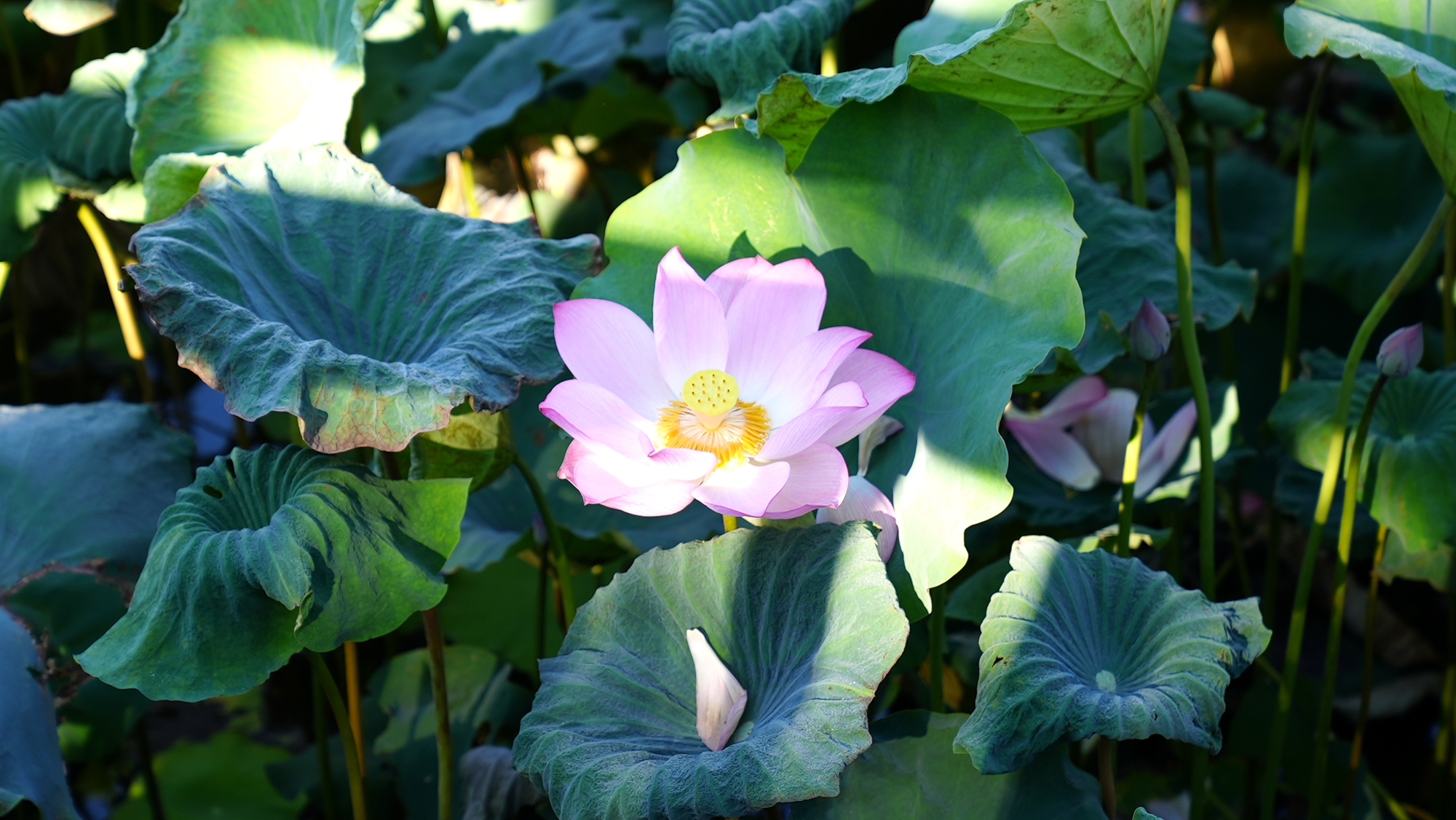 It's harvest season for the space-bred lotus In Jiatang Village, Tunchang County, Hainan Province. /Photo provided to CGTN