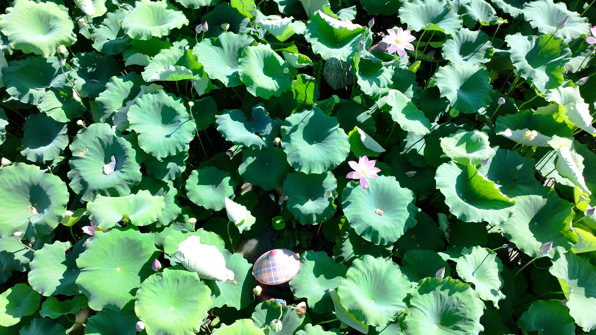 It's harvest season for the space-bred lotus In Jiatang Village, Tunchang County, Hainan Province. /Photo provided to CGTN