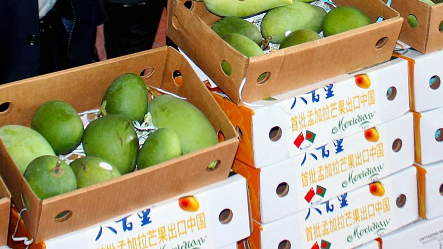 The first shipment of Bangladeshi mangoes to China departs from Hazrat Shahjalal International Airport in Dhaka, Bangladesh, May 28, 2025. / VCG