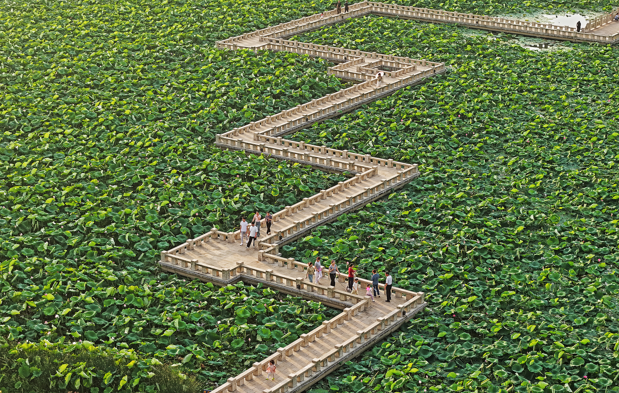 A pedestrian walkway winds through a lotus pond at an ecological wetland park in Wuhu, Anhui Province, east China, June 16, 2026. /VCG