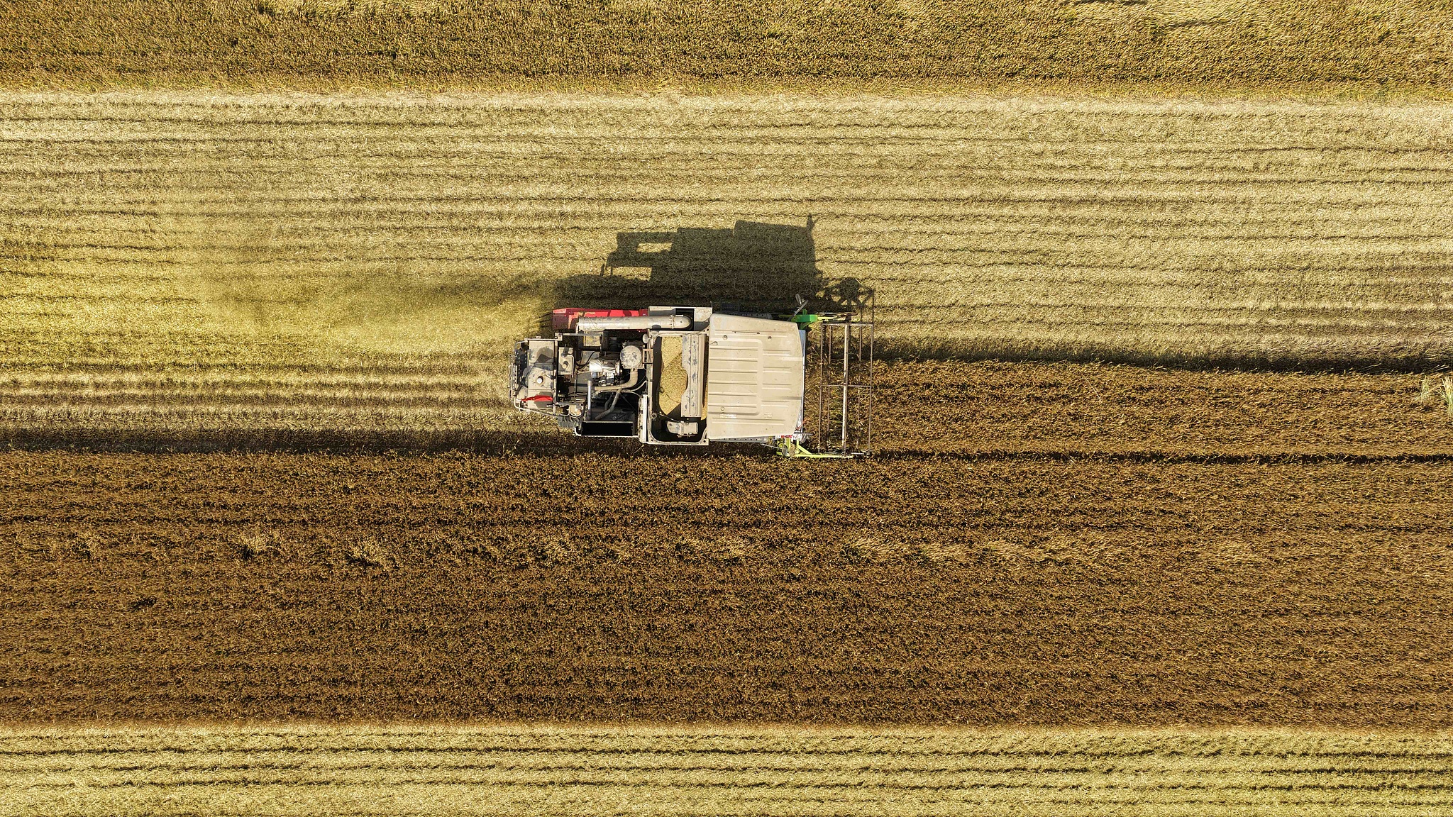 A combine harvester gathers wheat in Liaocheng, Shandong Province, east China, June 1, 2026. /VCG