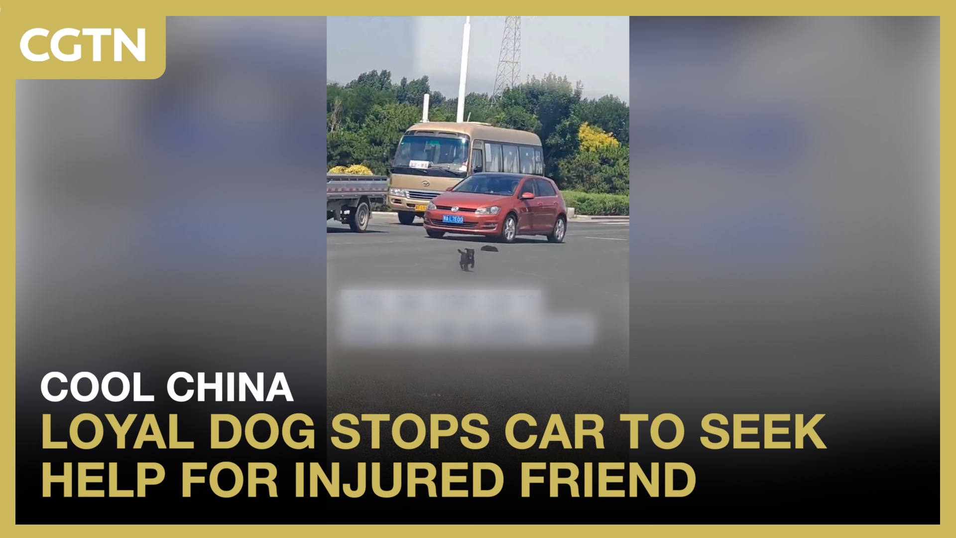 Loyal dog stops car to seek help for injured friend