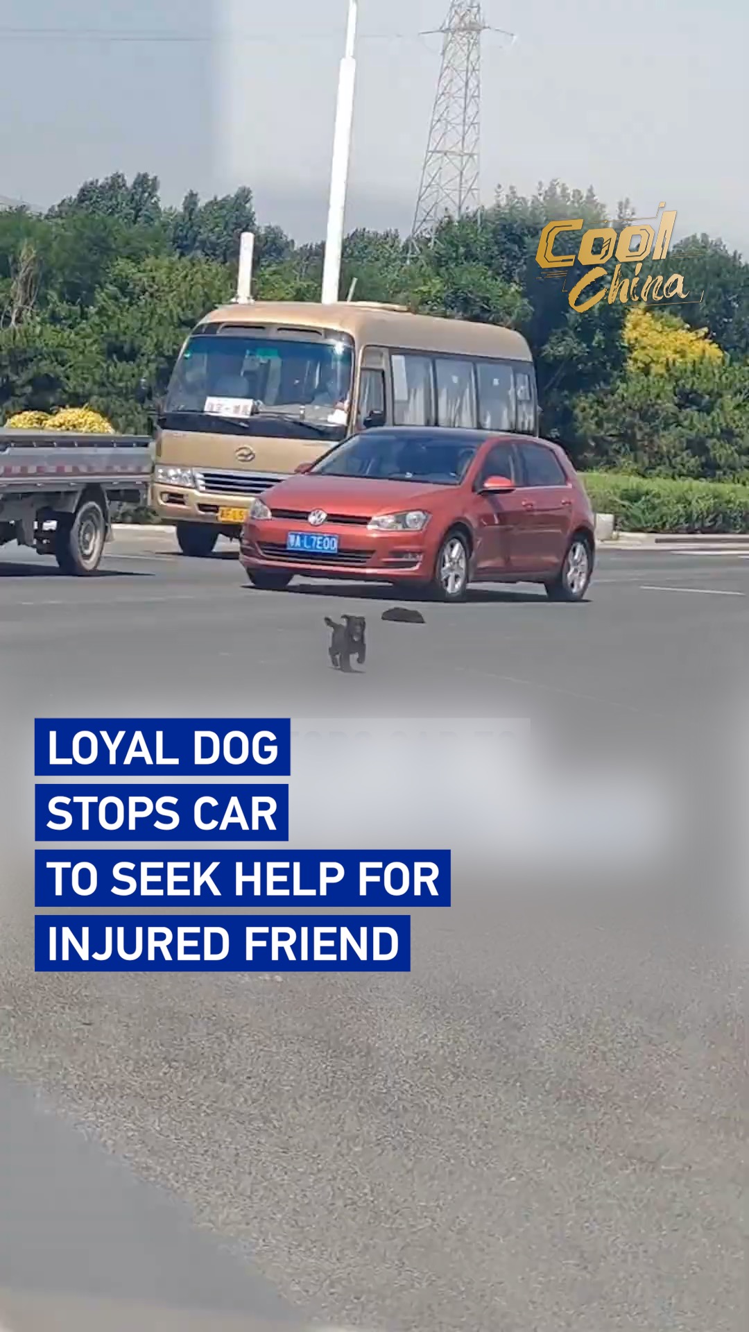 Loyal dog stops car to seek help for injured friend