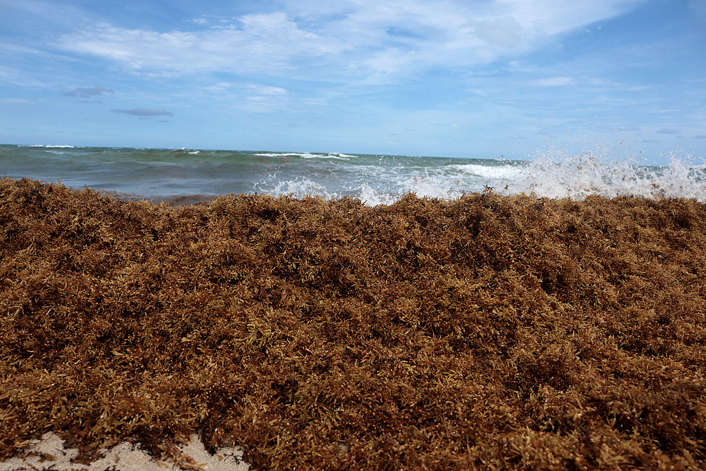 Brown seaweed covers Miami Beach in Florida, US, June 10, 2026, driven by warmer waters and trade winds. Joe Raedle/Getty Images (Via VCG)