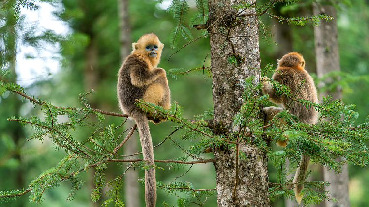Live: Into the wild on Shennongjia, roof of central China