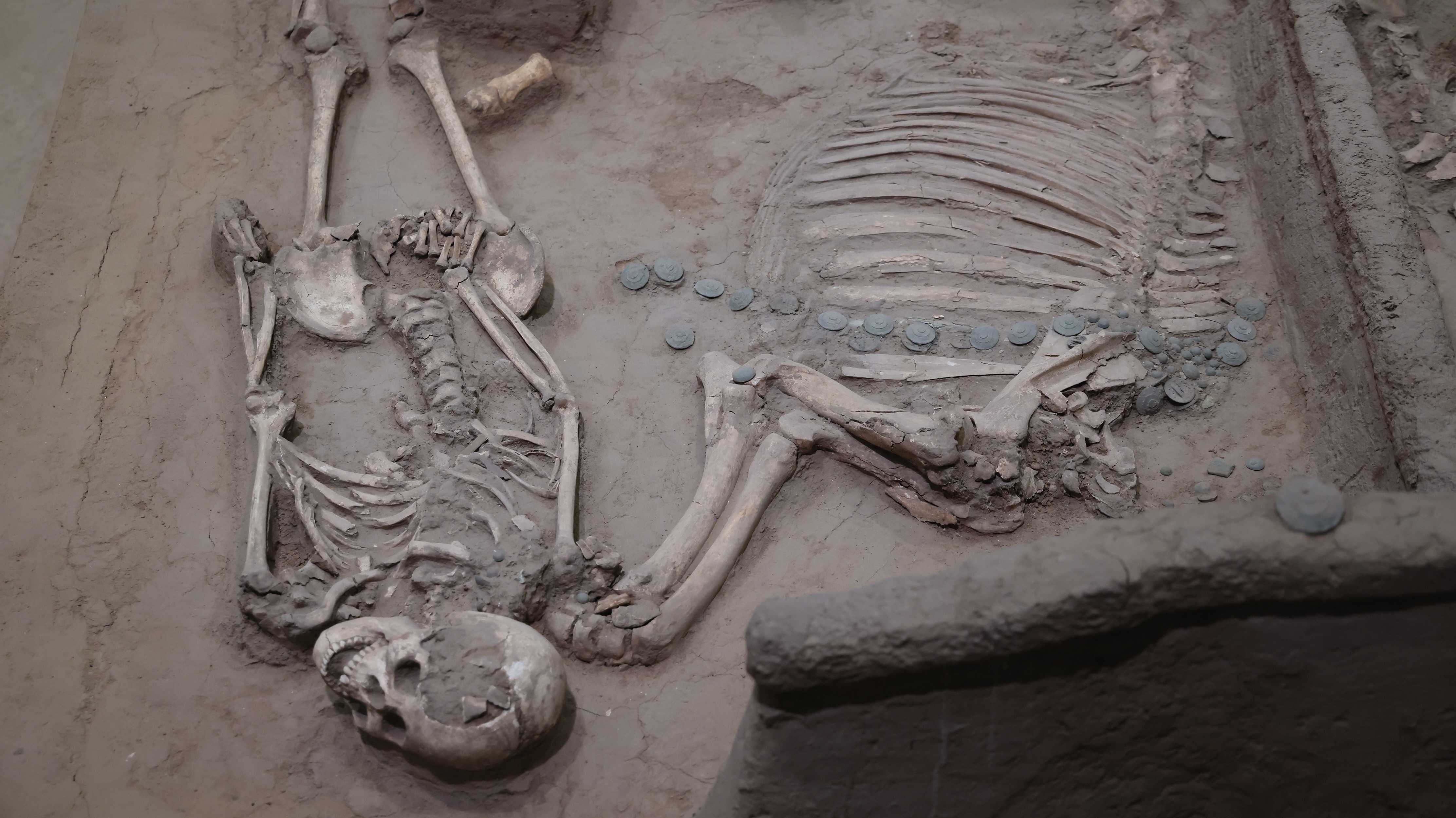 Ancient human skeletal remains are displayed at the Yin Ruins Museum in Anyang, central China's Henan Province, April 5, 2026. /VCG