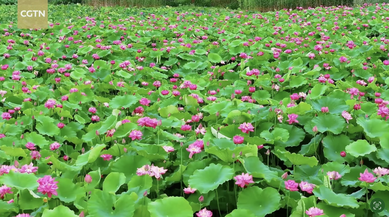 Summer arrives in Chongqing: A sea of green, a touch of pink