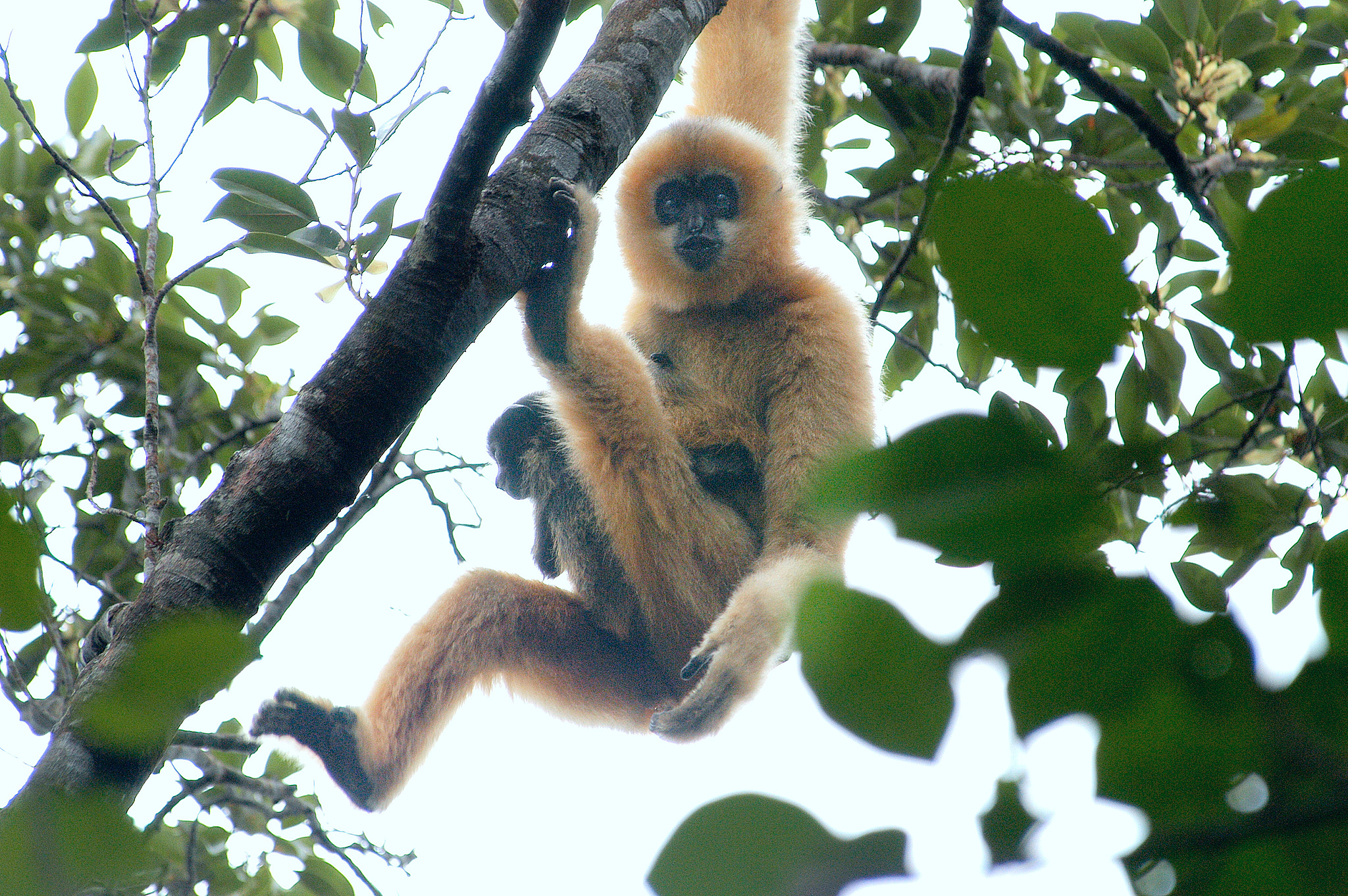 A female Hainan gibbon and her baby are seen at the Hainan Tropical Rainforest National Park, south China, December 14, 2020. /VCG
