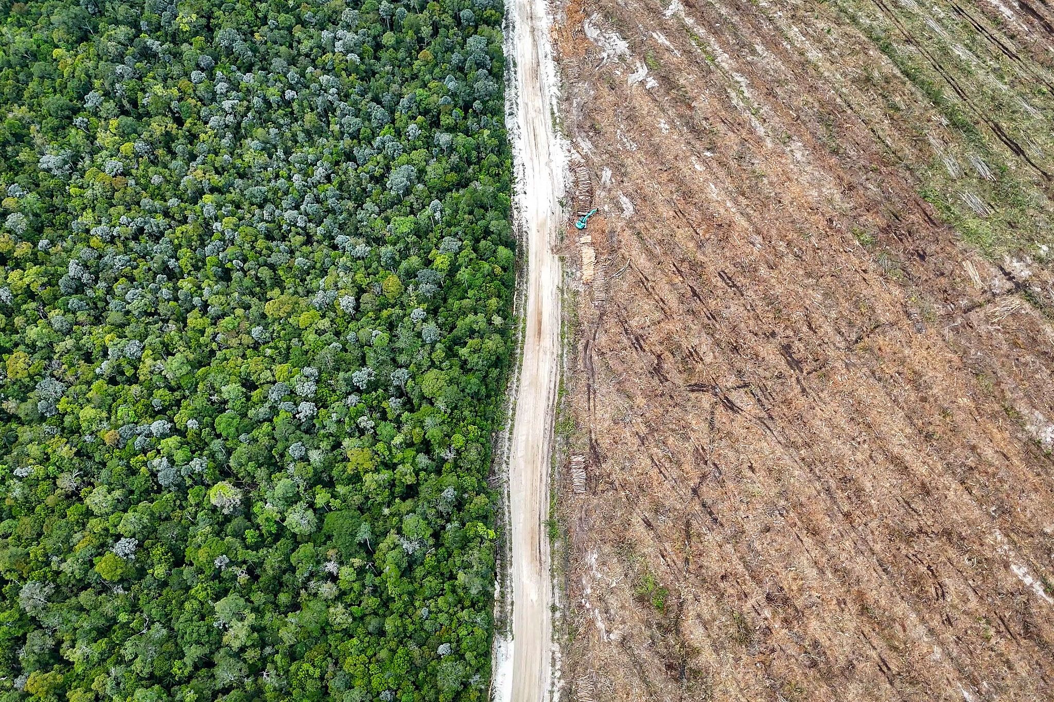 Native forest cleared and prepared for industrial planting in Lahei Mangkutup, Kapuas Regency in Indonesia's Central Kalimantan Province, February 11, 2026. /VCG