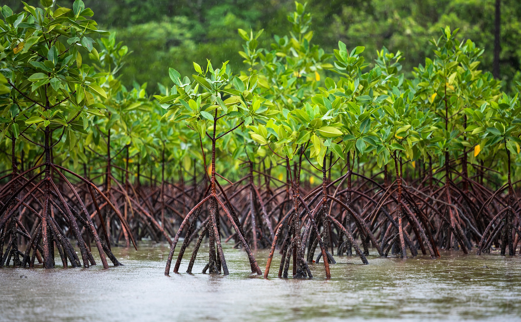 Mangrove saplings in the rainy season. /VCG