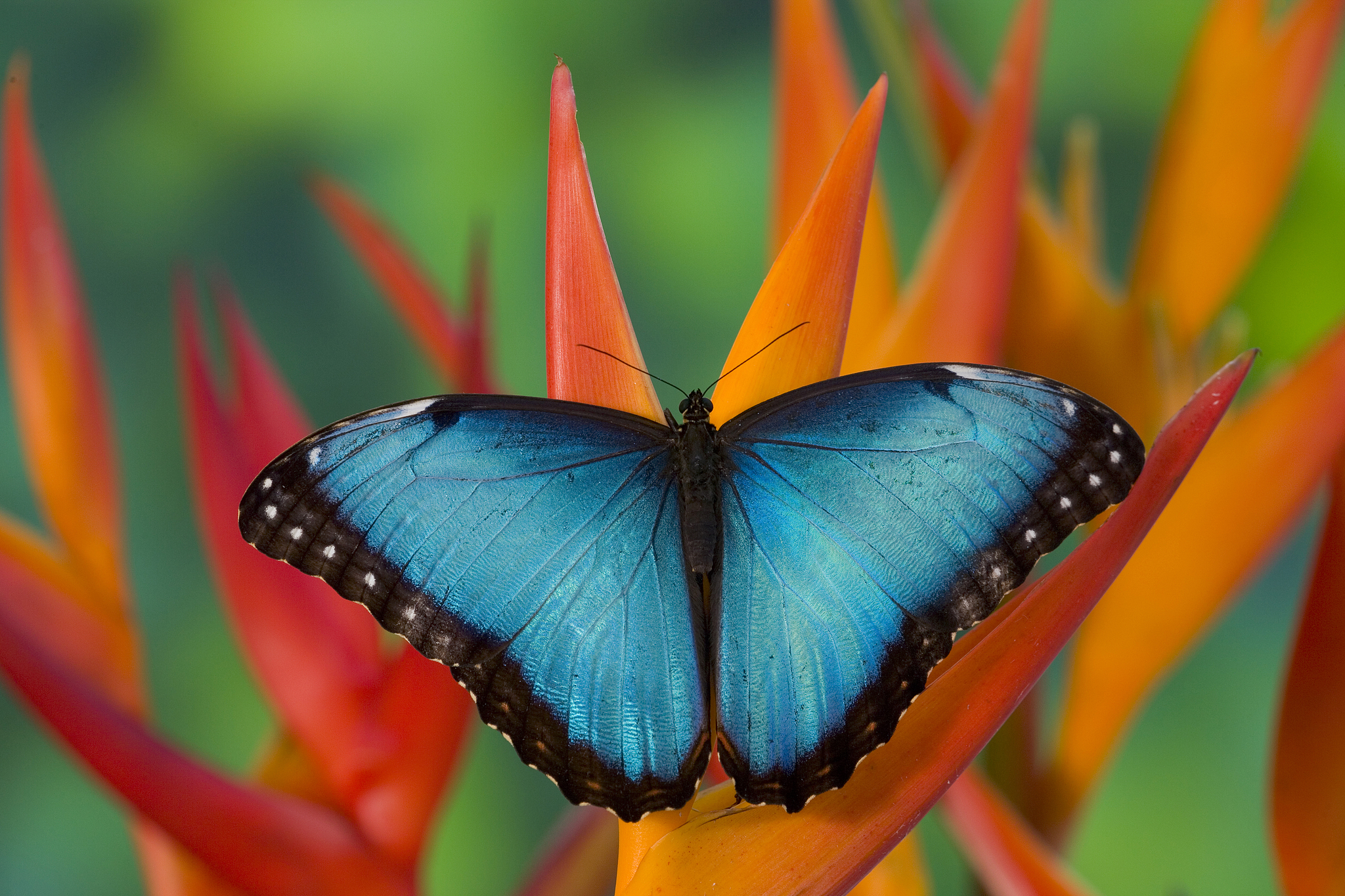 A Menelaus blue morpho, one of the neotropical species severely threatened by deforestation. /VCG