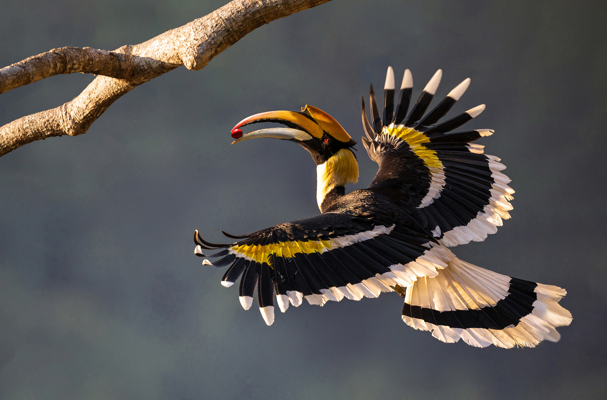 A great hornbill, Yunnan Province, southwest China. /VCG