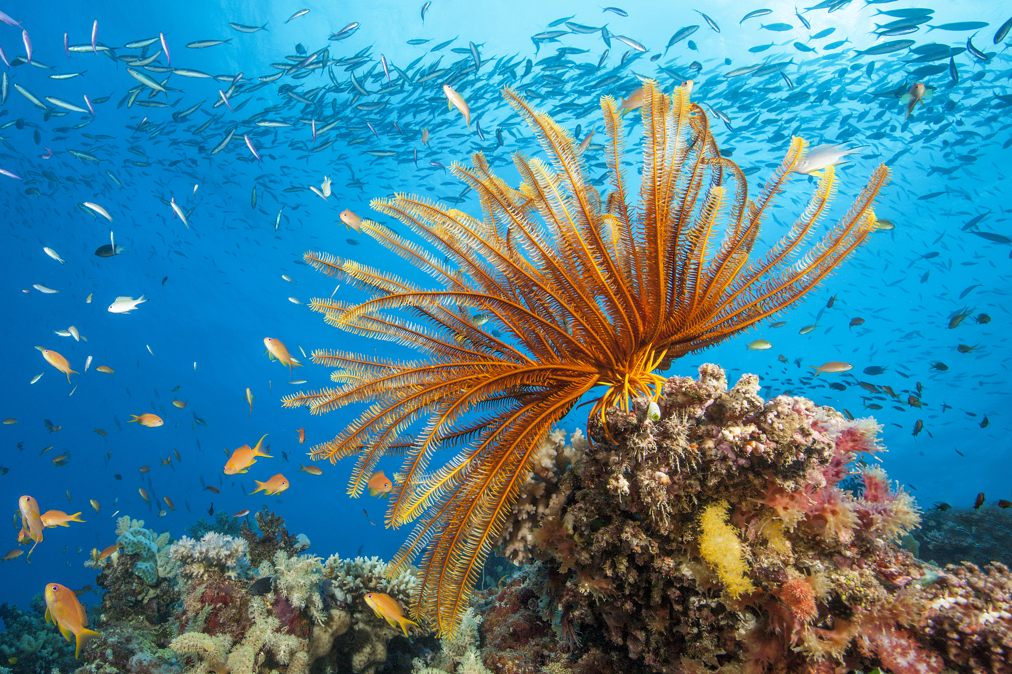 Sea lily and fish on a coral reef. /VCG
